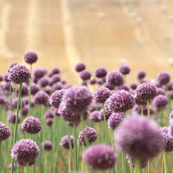 dt-brown ONIONS/GARLIC/SHALLOTS Garlic Elephant Cloves (Autumn)