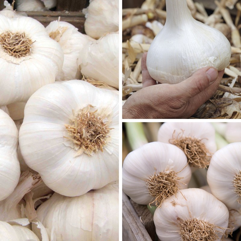 Autumn Planting Garlic Bulb Collection