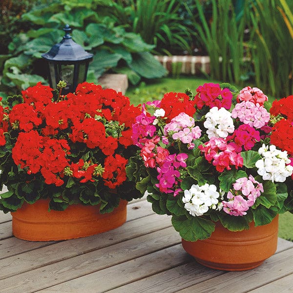 DT Brown FLOWER PLANTS Hanging Basket Flower Plants Collection