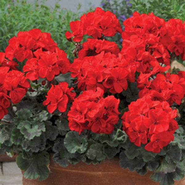 dt-brown 5 young plants Pelargonium Trend Red Flower Plants