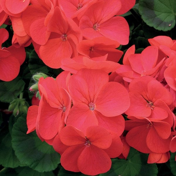 DT Brown FLOWER PLANTS Geranium Palladium Red F1 Flower Plants