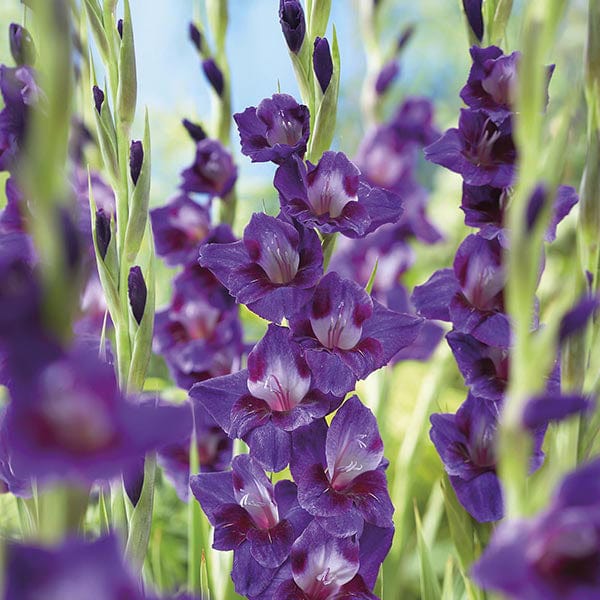 dt-brown FLOWER BULBS Gladiolus Velvet Eyes Flower Bulbs