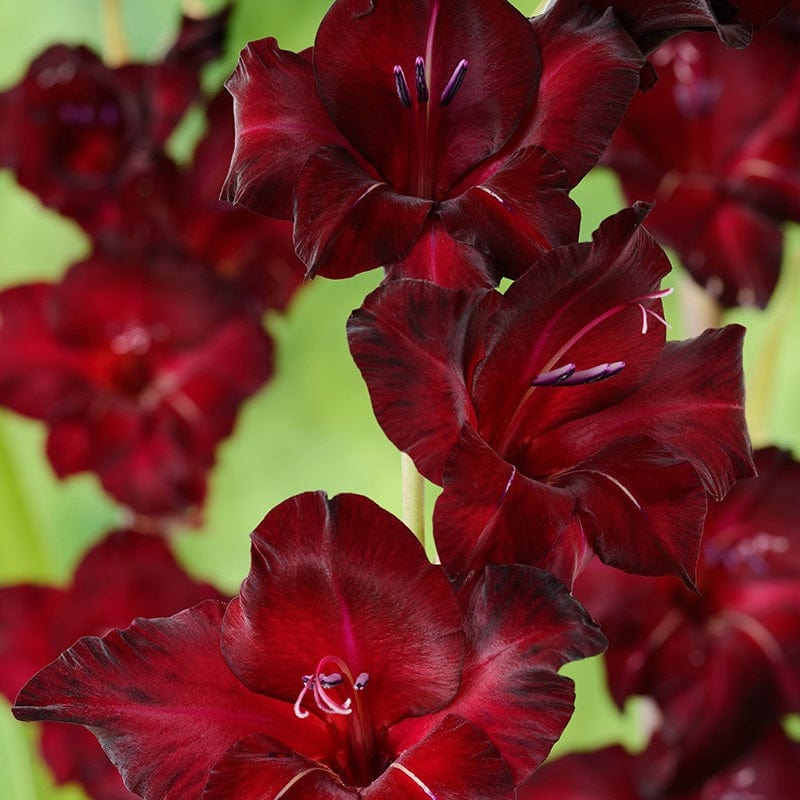 dt-brown FLOWER BULBS Gladiolus Black Star Flower Bulbs