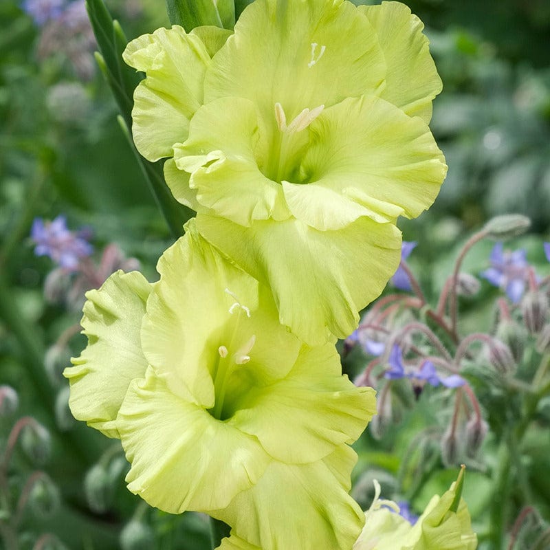 dt-brown FLOWER BULBS Gladioli Flower Bulb Collection