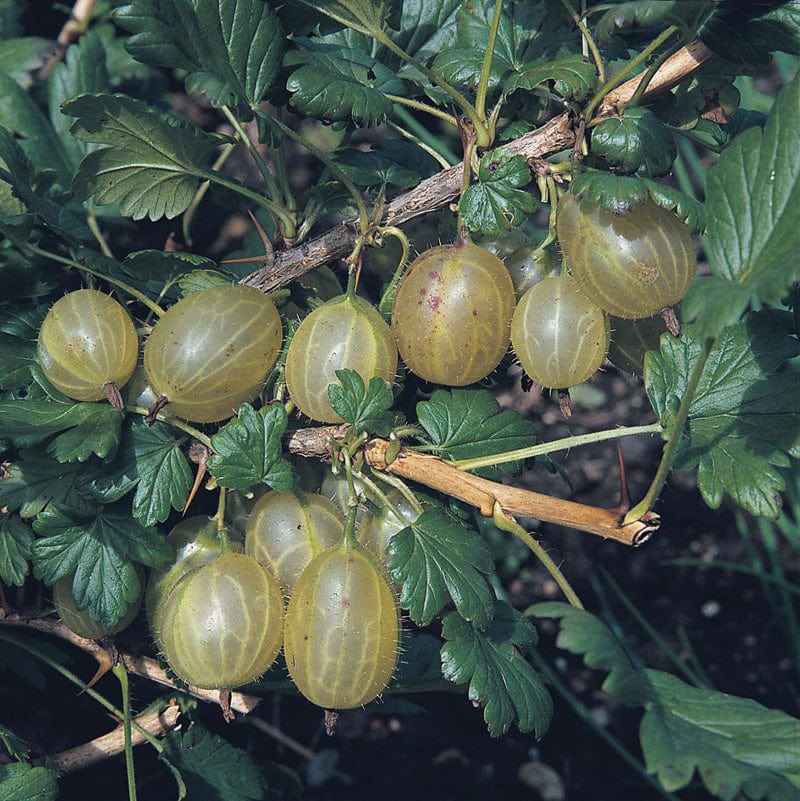 dt-brown FRUIT Gooseberry Invicta Fruit Plant (Early Season)