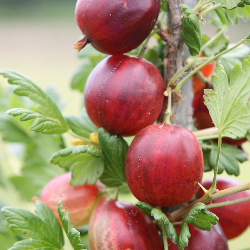 dt-brown FRUIT Gooseberry Xenia Fruit Plant