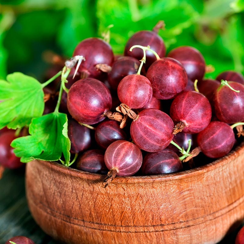 dt-brown FRUIT Gooseberry Captivator Fruit Plant
