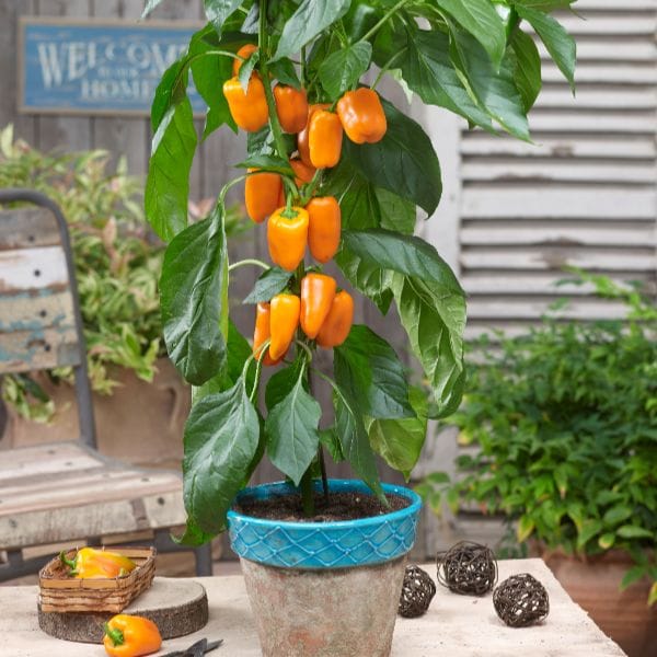 DT Brown Vegetable Plants Pepper Pillar Sweet Orange Grafted Plants