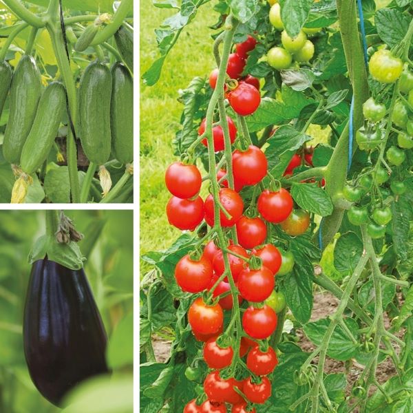 Grafted Vegetable Plant Collection