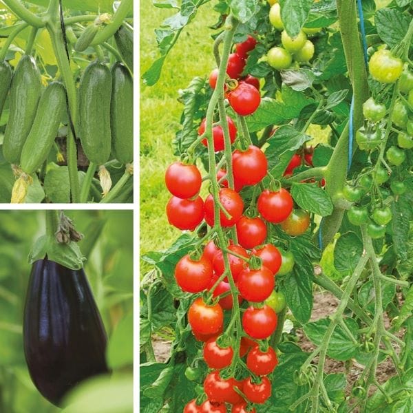 DT Brown VEGETABLE PLANTS Grafted Vegetable Plant Collection