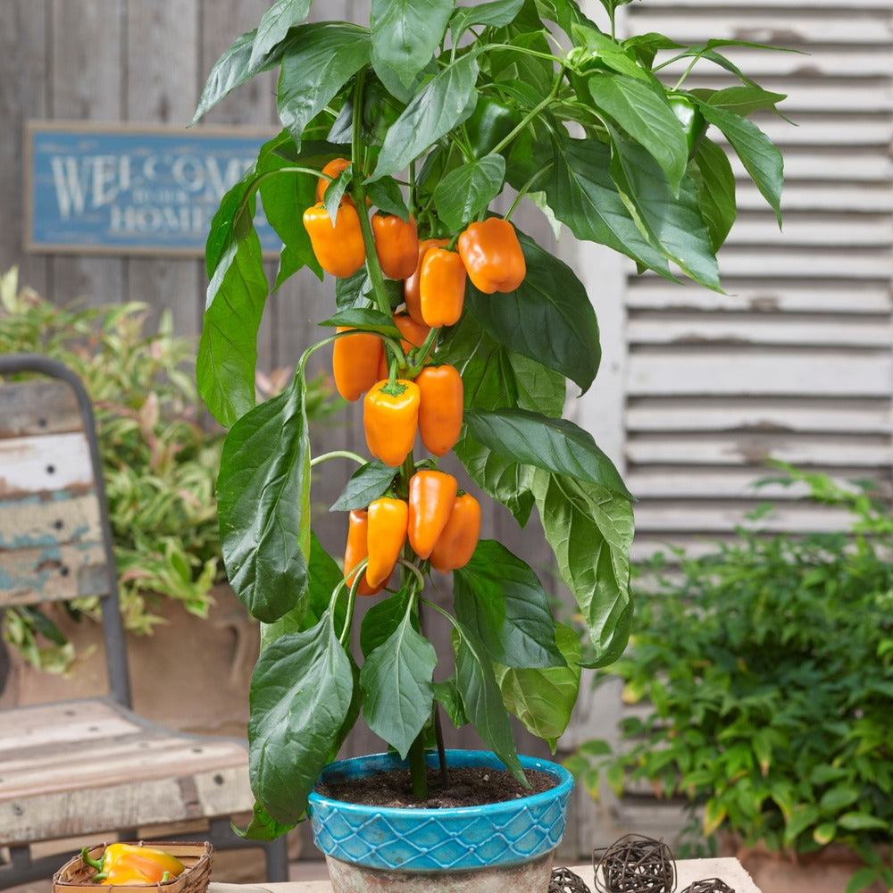 Grafted Pepper Pillar Sweet Orange Vegetable Plants