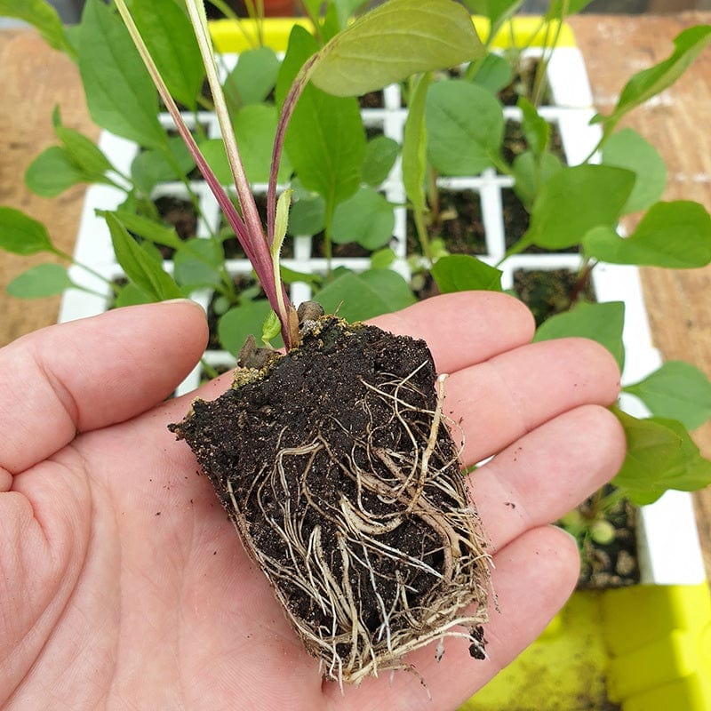 dt-brown HARDWARE Bustaseed Tip Out Propagation Kit