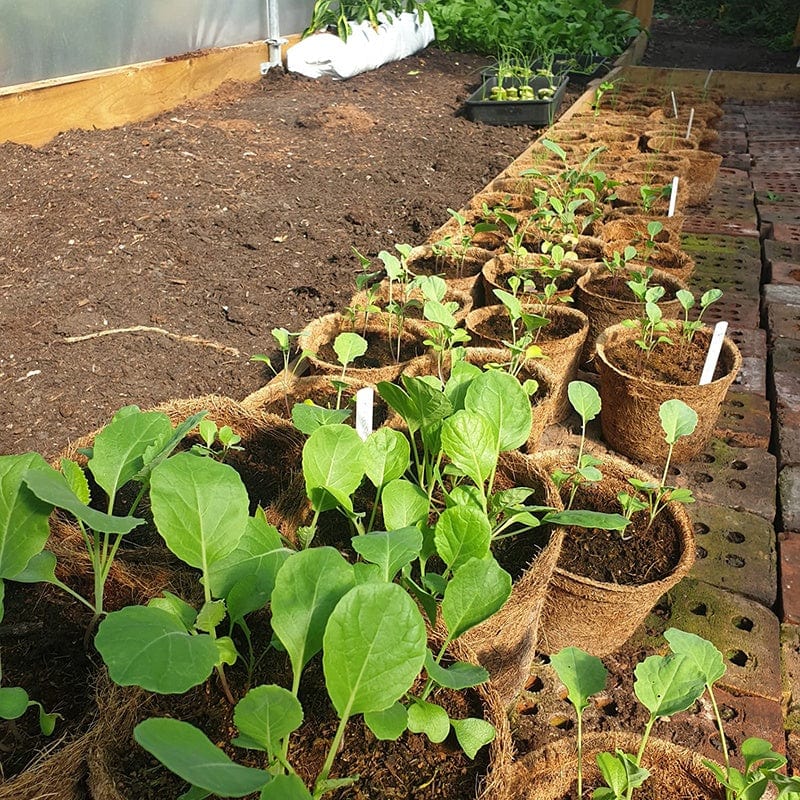 dt-brown HARDWARE Coco Coir Pots 13cm x 20