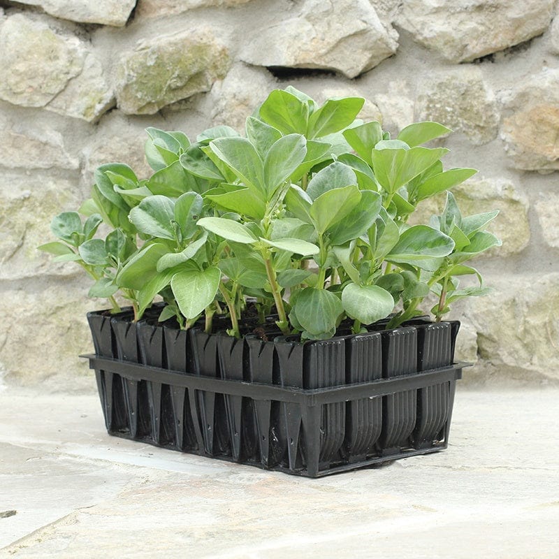 dt-brown HARDWARE Deep Rootrainers