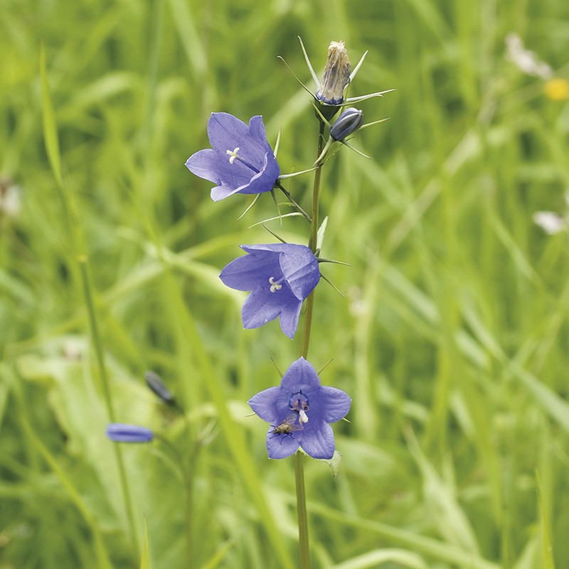 dt-brown FLOWER PLANTS 5 Young Plants Harebell Flower Plants