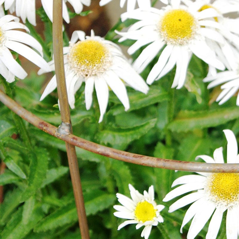 dt-brown HARDWARE Steel Bell Plant Supports 68.5cm x 51cm - Rust