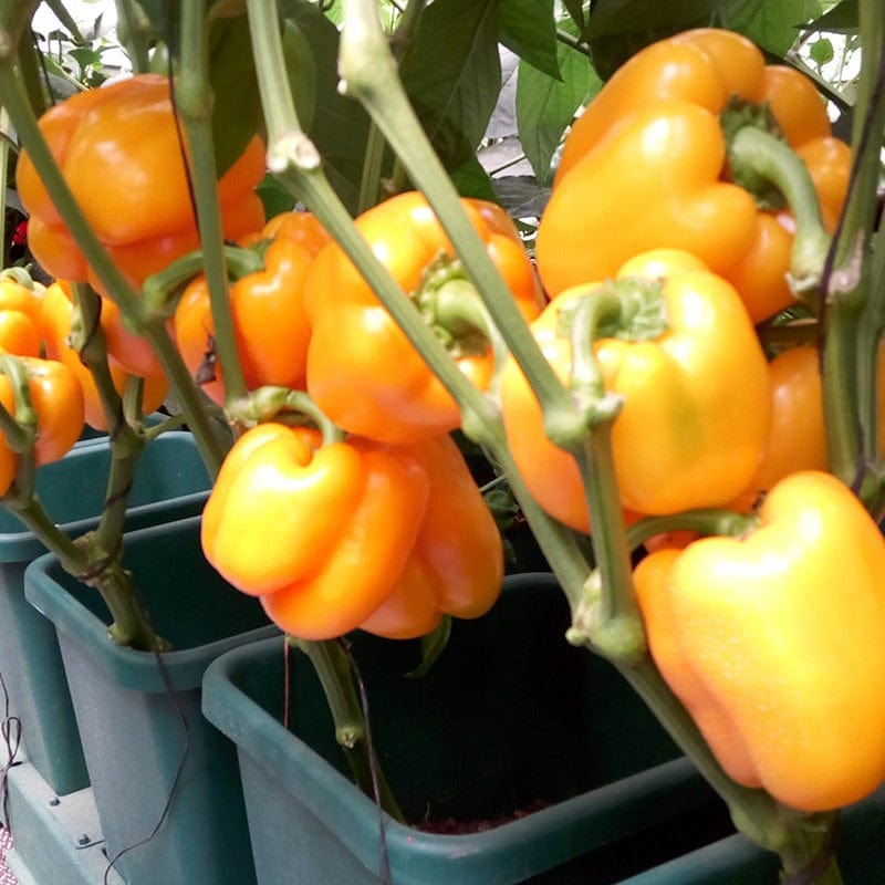 dt-brown HARDWARE Easy 2 Grow Irrigation Kit