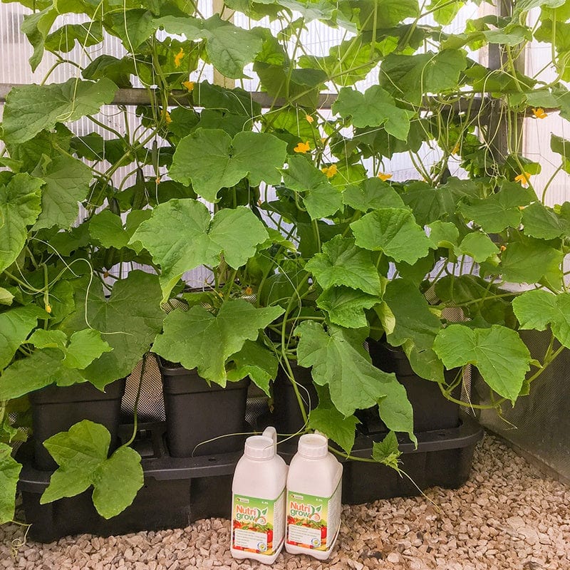 dt-brown HARDWARE Quadgrow Pots Watering System, 4 Pots