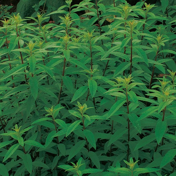 dt-brown VEGETABLE PLANTS 3 x 9cm Potted Plants (LATE) Lemon Verbena Herb Plants