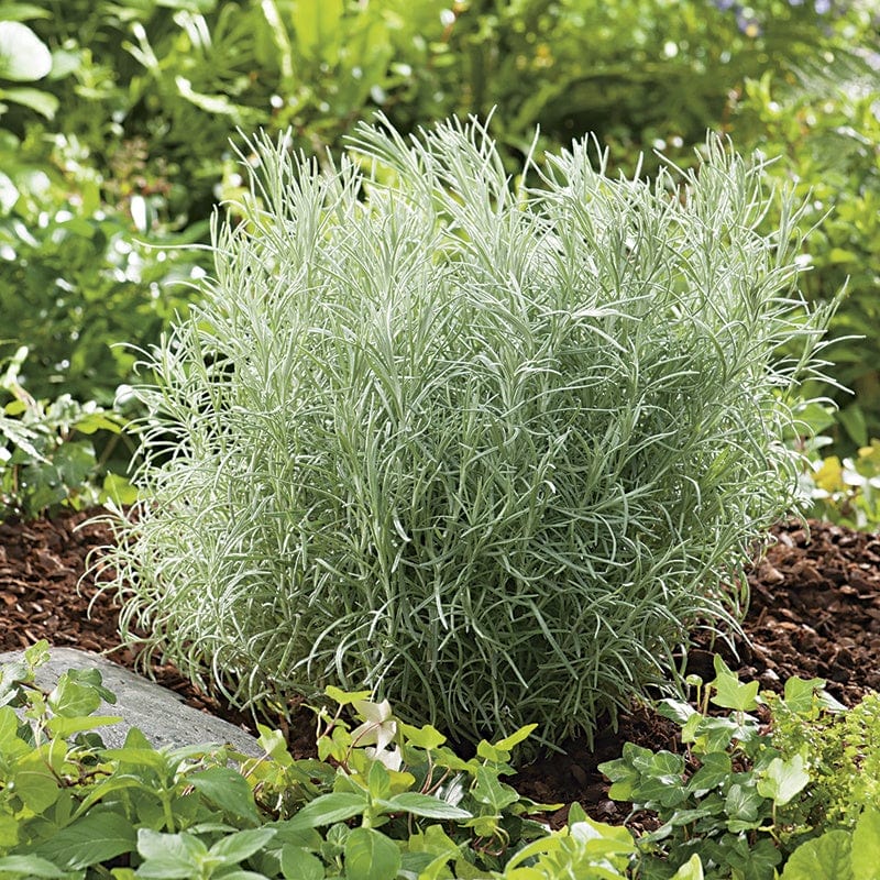 dt-brown VEGETABLE PLANTS 3 x 9cm Potted Plants (LATE) Curry Herb Plants