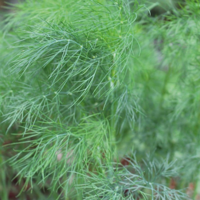 dt-brown VEGETABLE PLANTS 3 x 9cm Potted Plants (LATE) Dill Herb Plants
