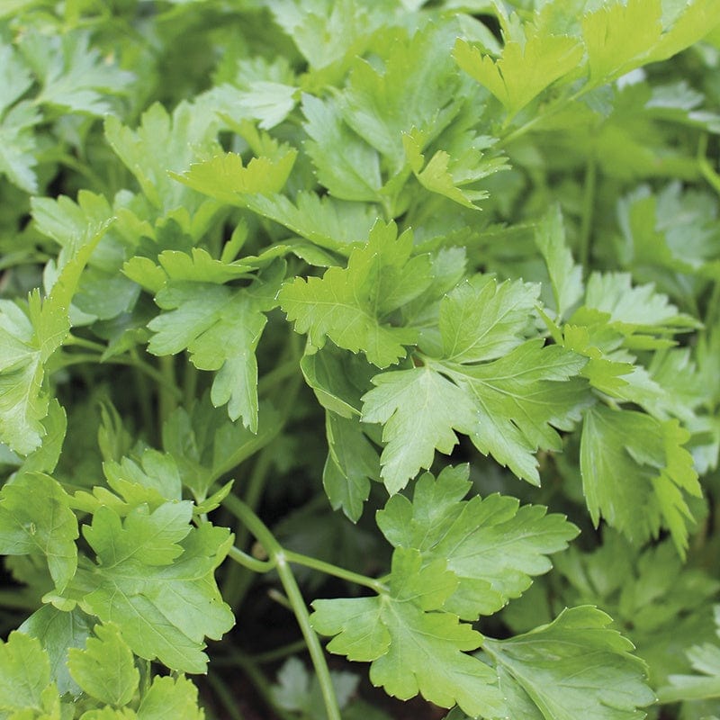 dt-brown VEGETABLE PLANTS 3 x 9cm Potted Plants (LATE) French Parsley Herb Plants