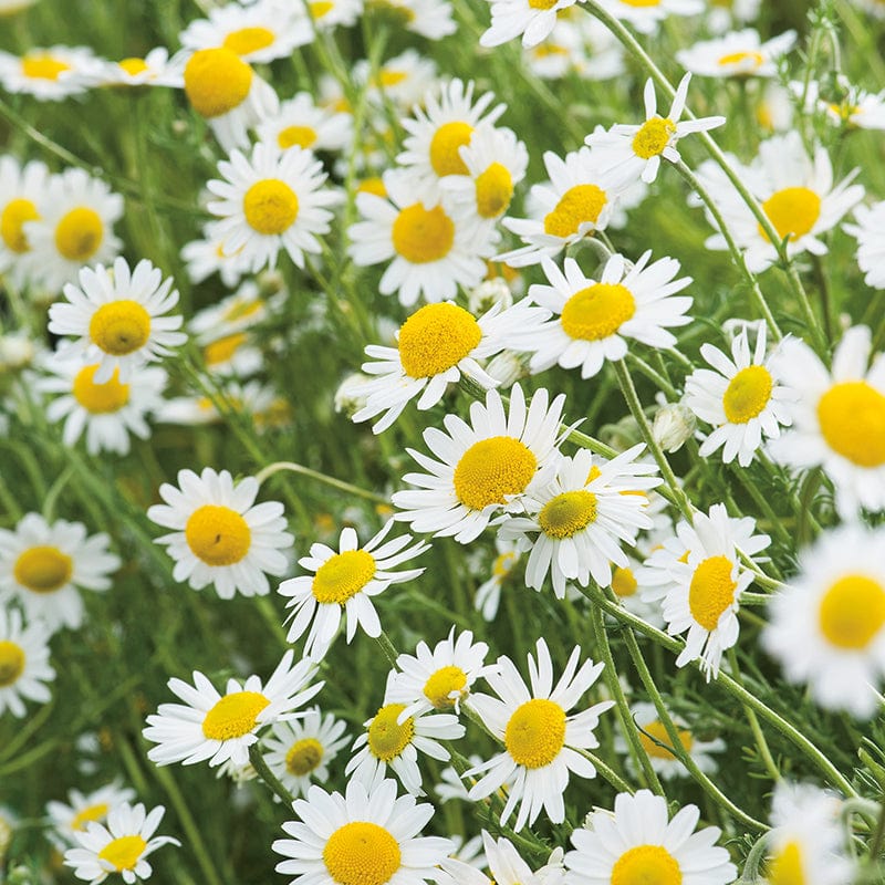 dt-brown VEGETABLE PLANTS 3 x 9cm Potted Plants (LATE) Sweet Chamomile Herb Plants