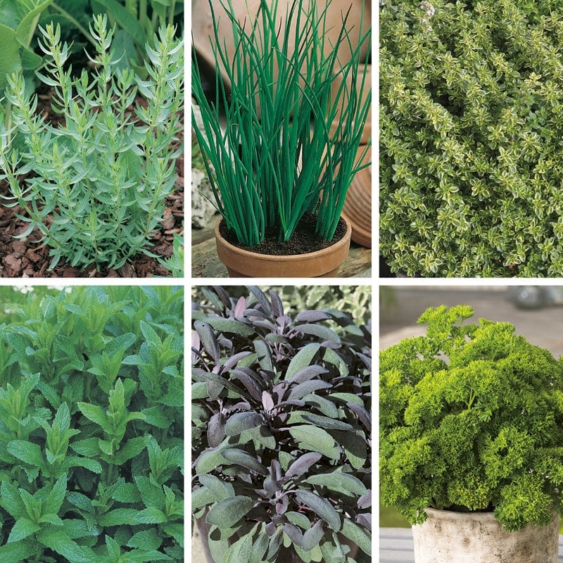 dt-brown VEGETABLE PLANTS 6 x 9cm Potted Plants (LATE) Foodies Favourite Herb Plants Collection