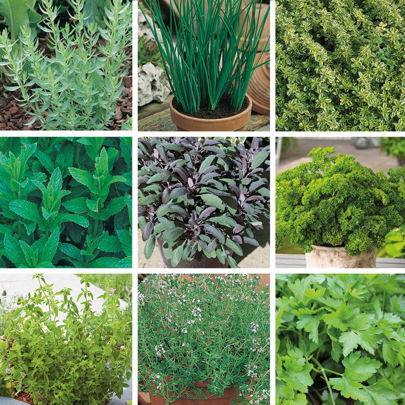 dt-brown VEGETABLE PLANTS 9 x 9cm Potted Plants (EARLY) Chef's Complete Kitchen Herb Collection