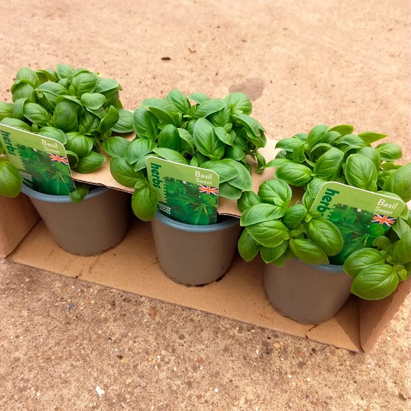 DT Brown VEGETABLE PLANTS Chef's Complete Kitchen Herb Collection