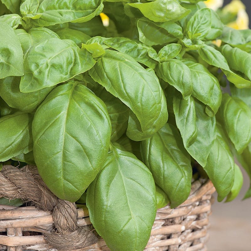 dt-brown VEGETABLE PLANTS Sweet Basil Herb Plants