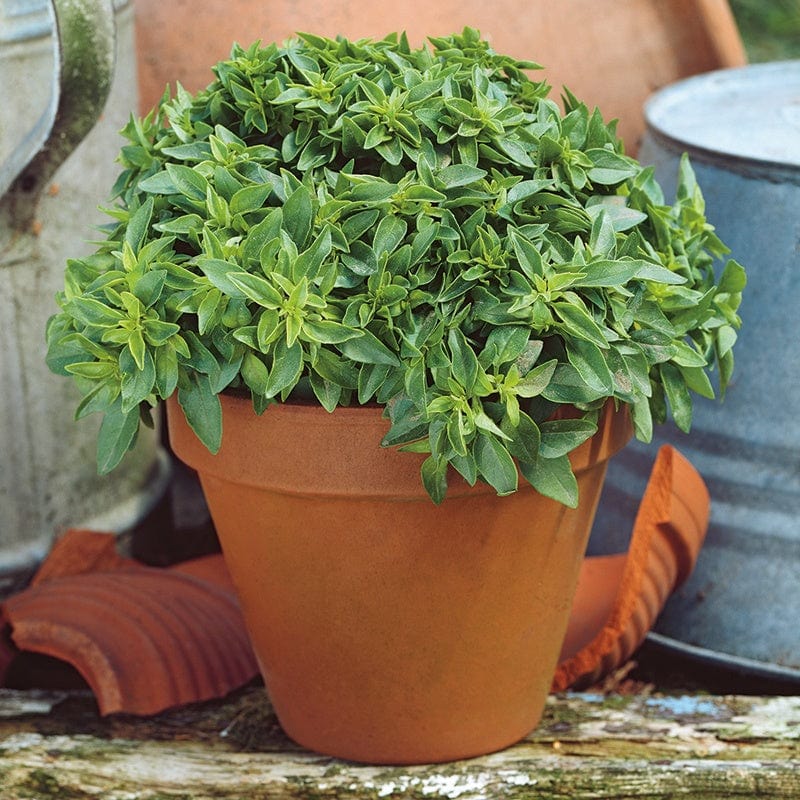 dt-brown VEGETABLE PLANTS Bush Basil Herb Plants