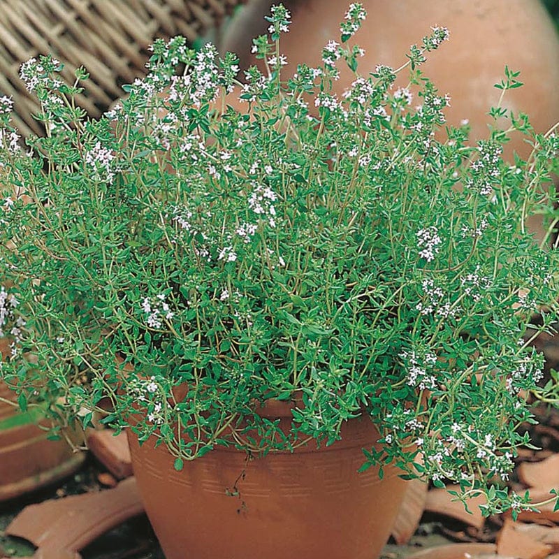 dt-brown VEGETABLE PLANTS 3 x 9cm Potted Plants (LATE) Common Thyme Herb Plants