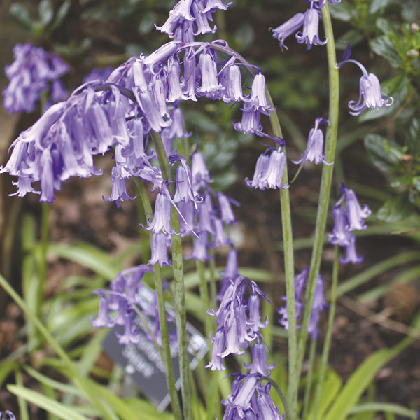 Purple bell-shaped flowers with green stems and leaves on a blurred natural background