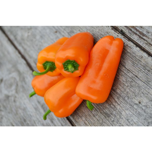 Pepper Hamik Seeds