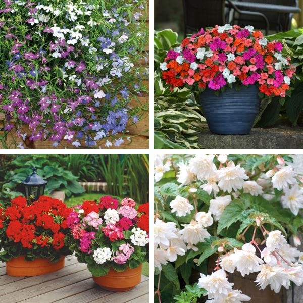 DT Brown FLOWER PLANTS Hanging Basket Flower Plants Collection
