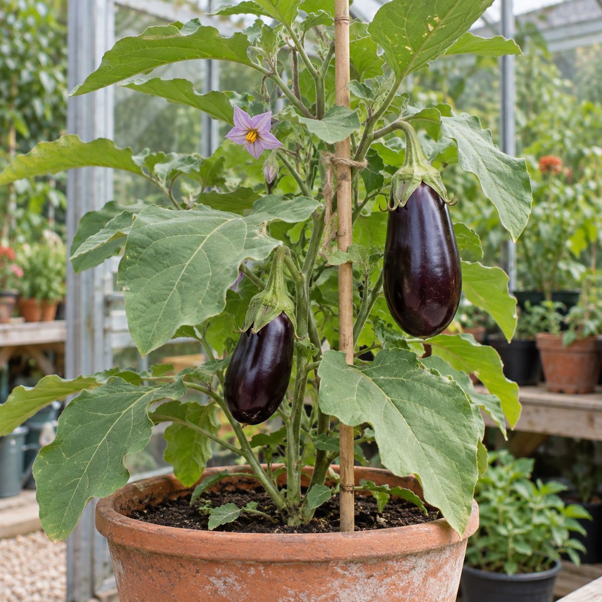 Purple aubergines and a pale violet flower growing on a potted plant in a greenhouse.