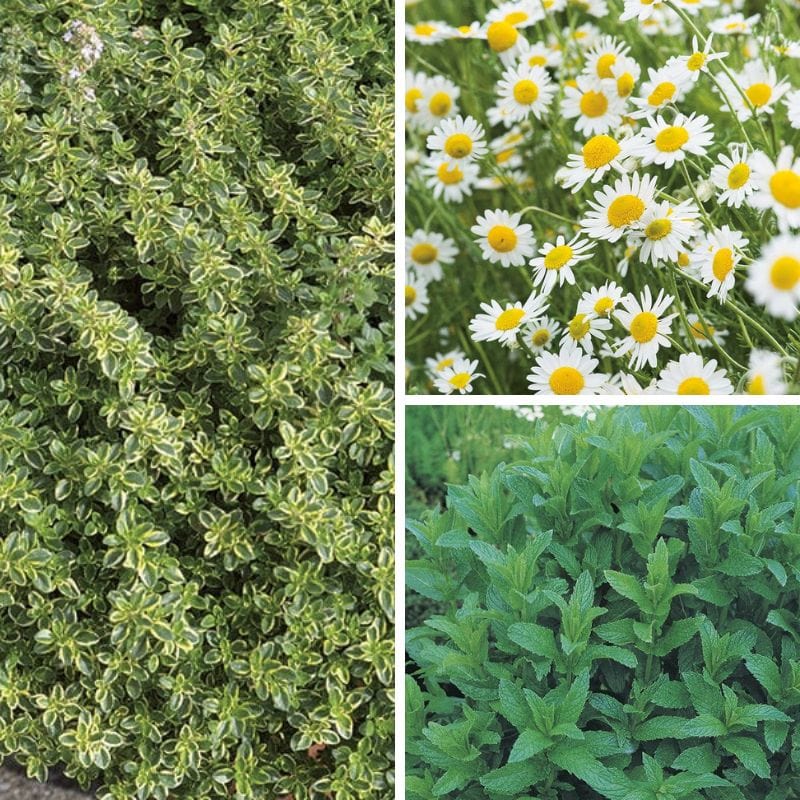 dt-brown Herb Ice Tea Collection