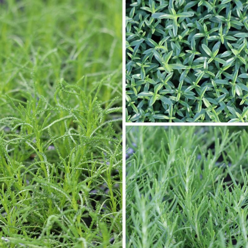 dt-brown Herb Mediterranean Collection