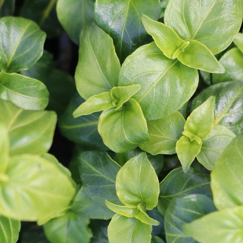 dt-brown VEGETABLE PLANTS Herb Mushroom Plant