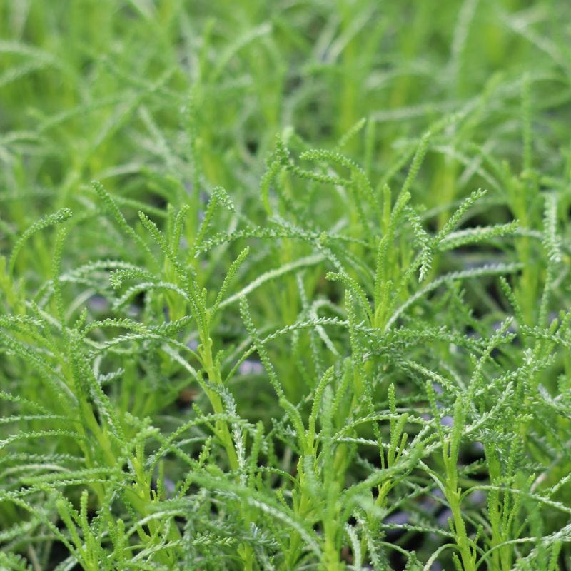 dt-brown Herb Olive