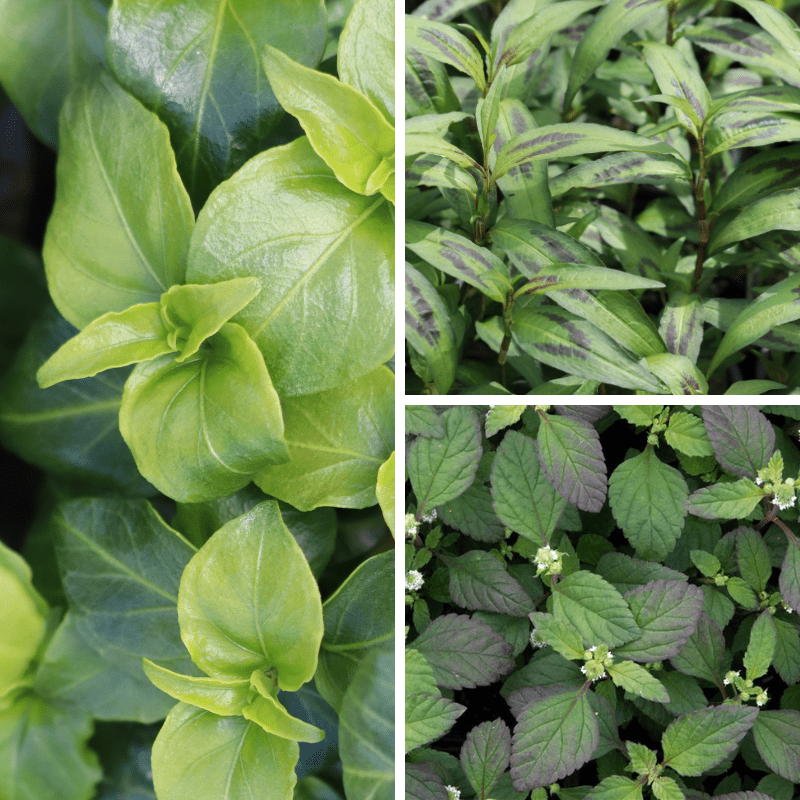 dt-brown Herb Voyager's Culinary Collection