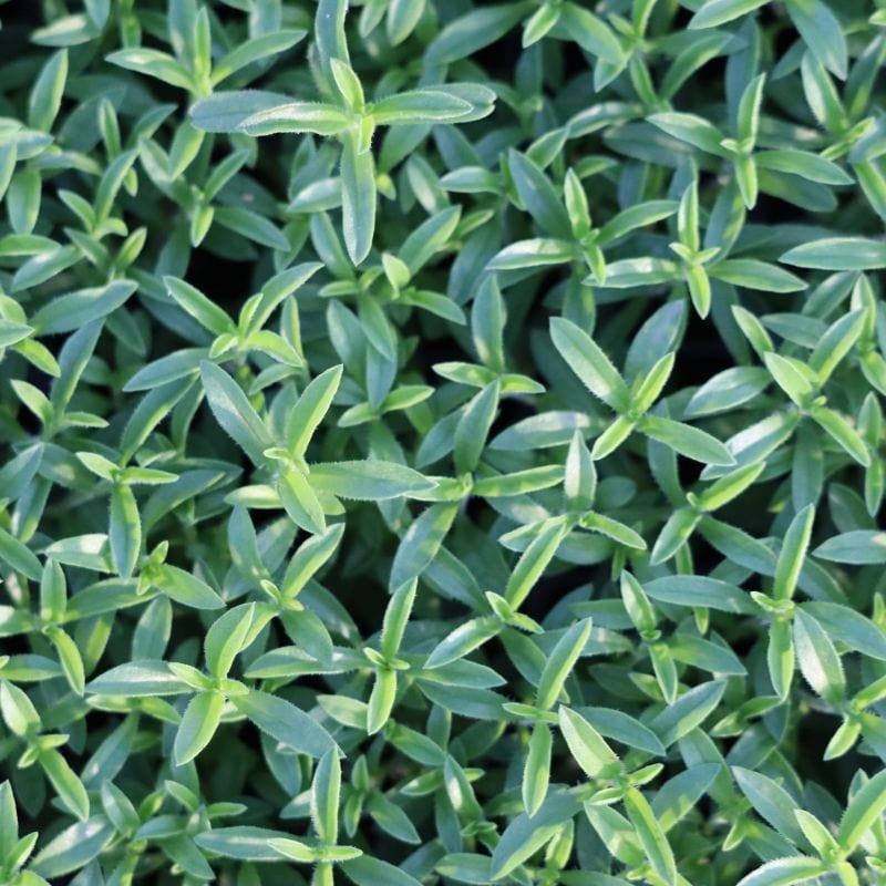 dt-brown Herb Winter Savory