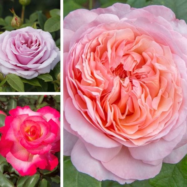 dt-brown FLOWER PLANTS Hybrid Tea Rose Trio Bare Root Plants Collection
