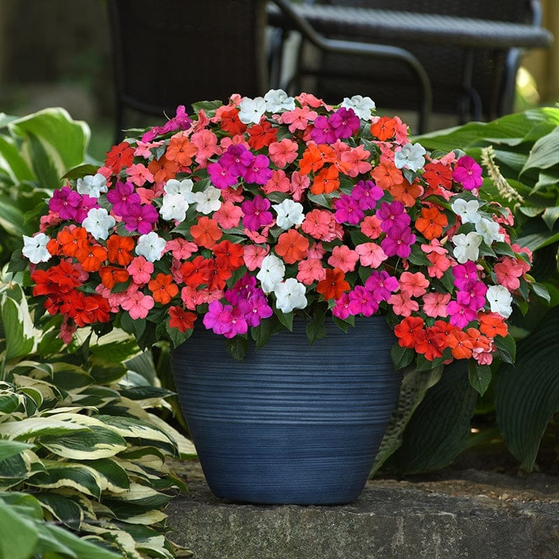 DT Brown FLOWER PLANTS Hanging Basket Flower Plants Collection