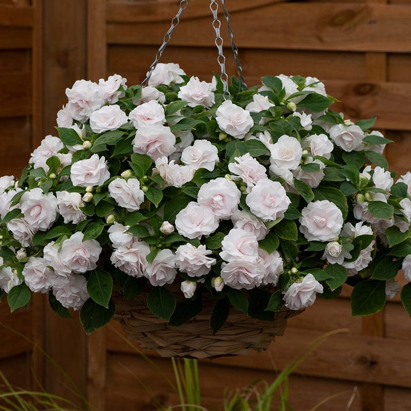 dt-brown 5 young plants Impatiens Glimmer White