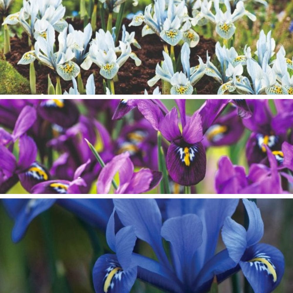 dt-brown FLOWER BULBS Iris Reticulata 60 Bulb Collection