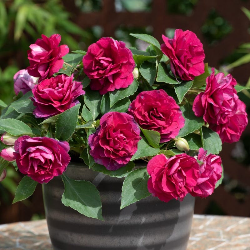 dt-brown FLOWER PLANTS 5 Young Plant Impatiens Glimmer Burgundy