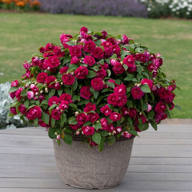 dt-brown FLOWER PLANTS Impatiens Glimmer Burgundy
