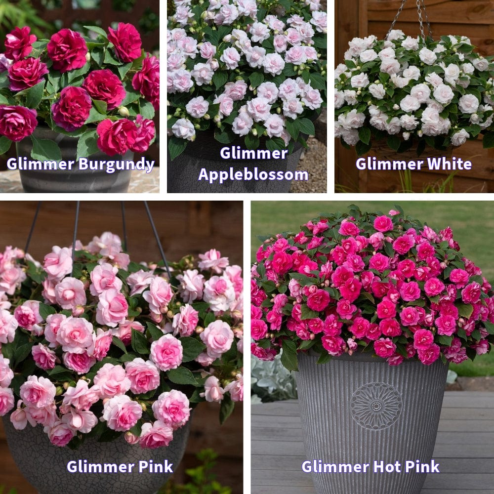 dt-brown FLOWER PLANTS Impatiens Glimmer Collection